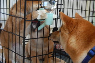 owner_s_20150601(4)