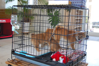 owner_s_20150601(7)