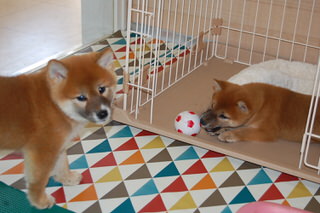 20150821a-a-50(5)