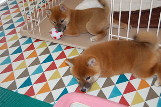 20150821a-a-50(6)
