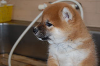 20150918a-a-50(3)