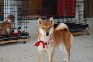 blog_s_20151118(2)
