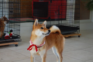 blog_s_20151118(3)