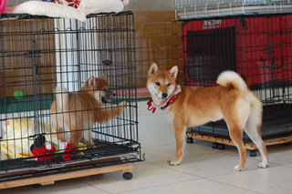 blog_s_20151118(4)