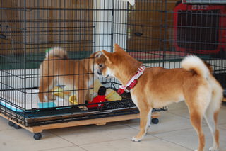 blog_s_20151118(5)