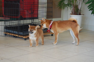 blog_s_20151118(6)