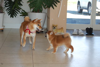 blog_s_20151118(8)