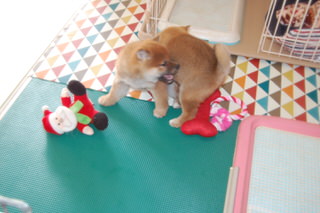 20151123a-a-50(8)