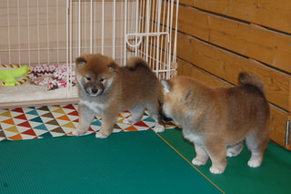 20151130a-a-35(2)