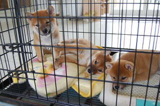 20160305a-a-50(8)