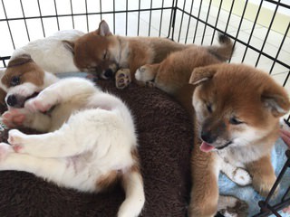 blog201611083