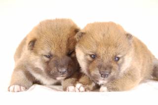 2017年11月21日生まれ　赤柴犬2頭姉妹　生後20日目