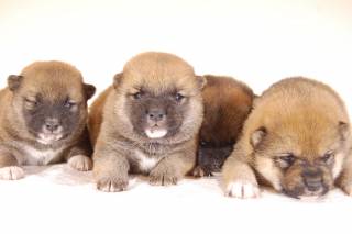 赤柴犬4頭兄弟　生後20日目